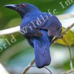 image of bird