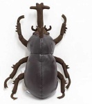 image of beetle #30