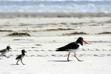 image of oystercatcher