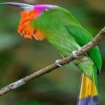 image of bird