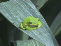 image of tree_frog #9