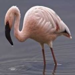 image of bird