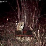image of jaguar