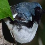 image of black_throated_warbler #20