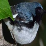 image of bird