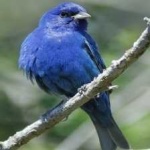 image of bird