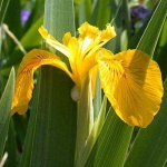 image of yellow_iris #18