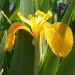 image of flower