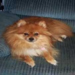 image of pomeranian #13