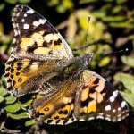 image of painted_butterfly #56