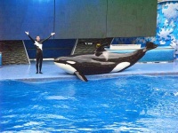 image of killer_whale #12