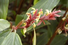 image of flower