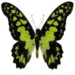 image of animal