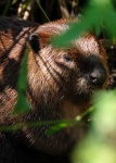 image of beaver