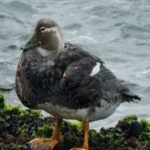 image of bird