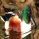 image of northern_shoveler #0