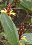 image of flower