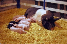 image of animal