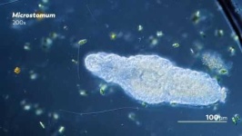 image of parasitic_flatworms