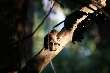 image of marmoset