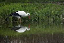 white_stork