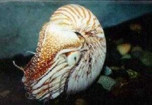 image of nautilus