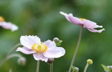 image of flower