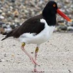 image of bird