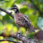 image of quail