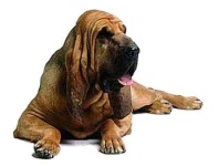 image of bloodhound