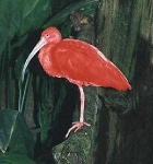 image of ibis
