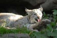 image of lynx