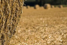 image of hay