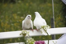 image of dove
