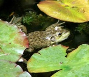 image of bullfrog