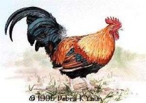 image of rooster