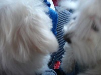 image of maltese_dog