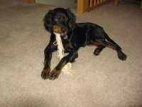 image of gordon_setter #5