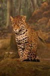 image of jaguar_car