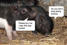 image of pig