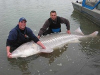 image of sturgeon