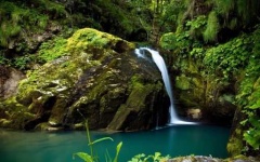 image of jungle
