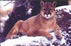 image of cougar_body