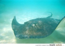 image of stingray #33