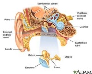 image of ear #19