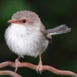 image of bird