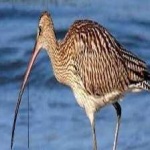 image of whimbrel #24