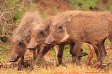image of warthog