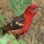 image of bird
