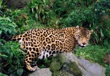 image of jaguar_car